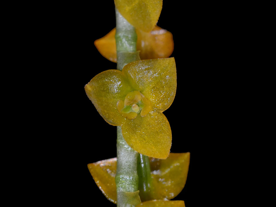 Stelis aperta