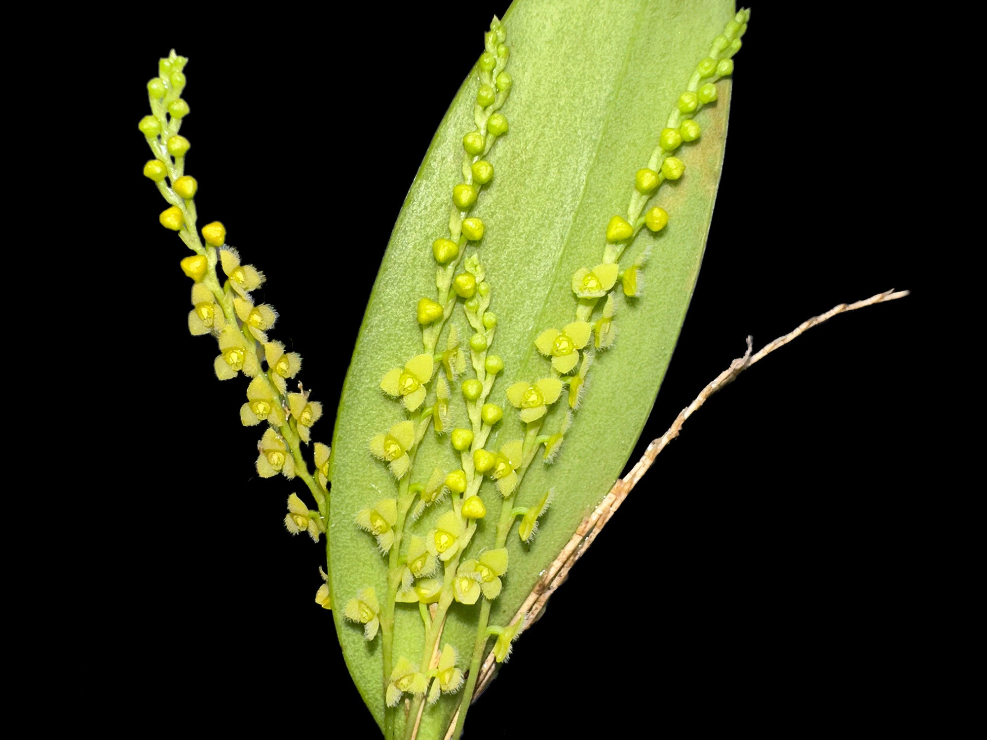 Stelis aprica f. xanthinum