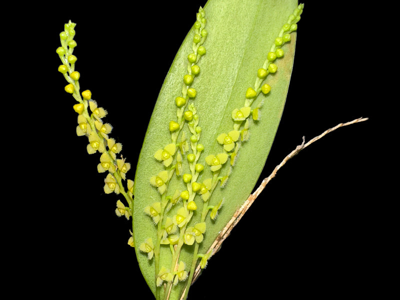 Stelis aprica f. xanthinum
