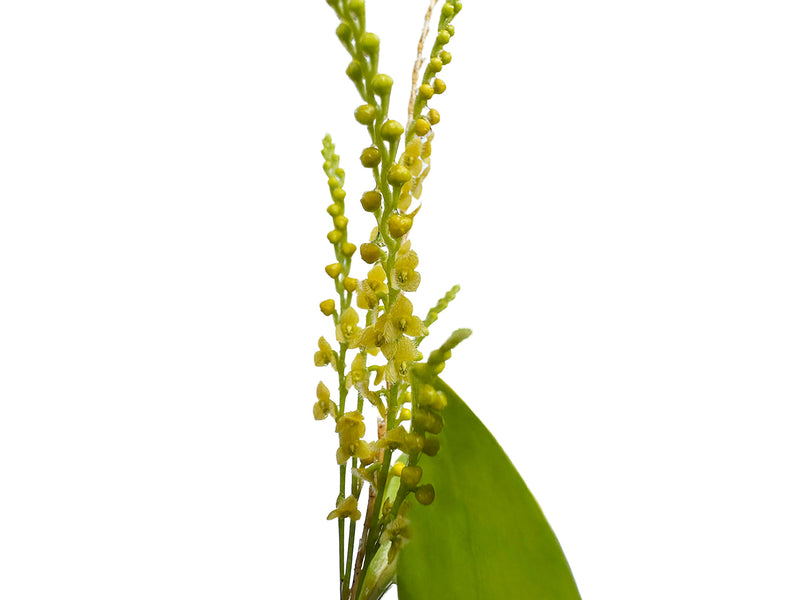 Stelis aprica f. xanthinum