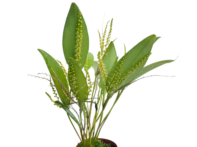 Stelis aprica f. xanthinum