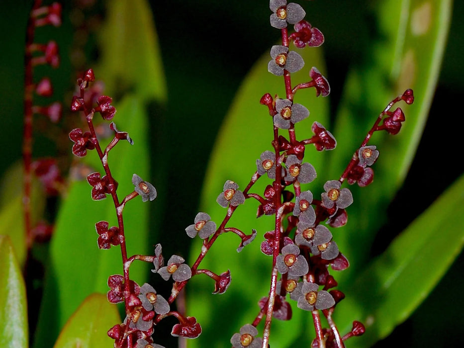 Stelis atroviolacea