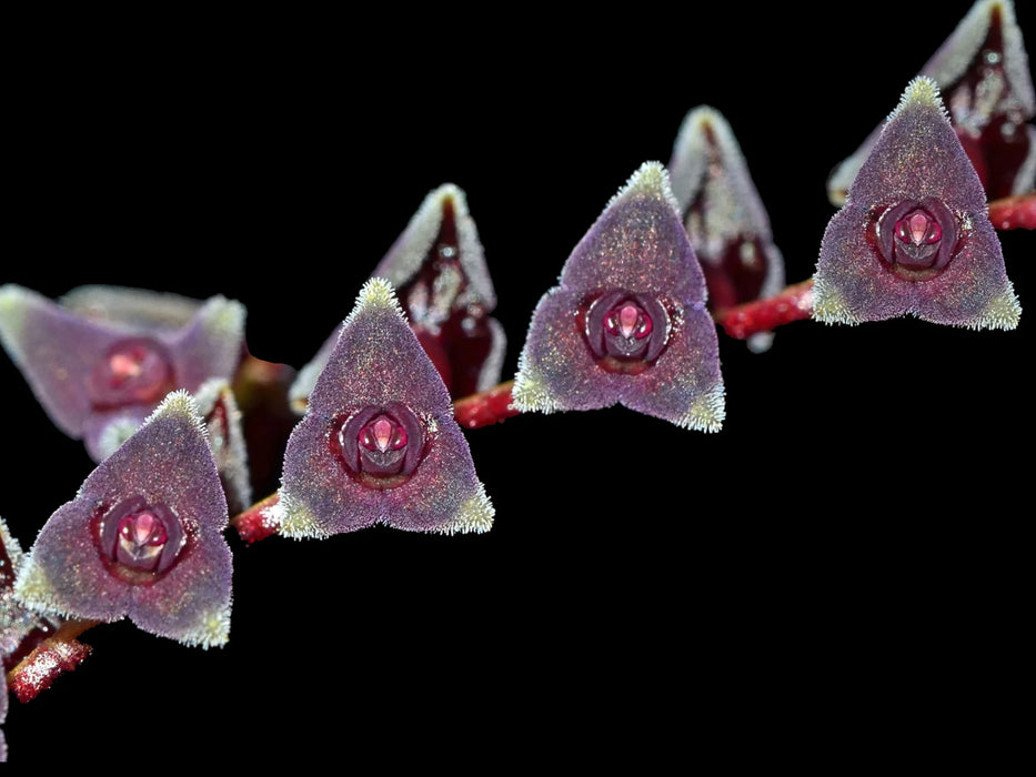 Stelis benzingii