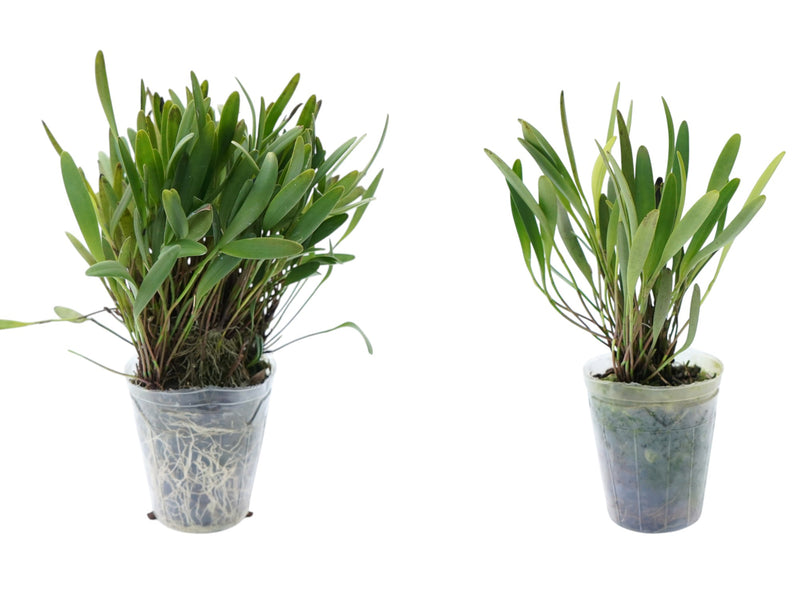 Stelis bracteata (Big)