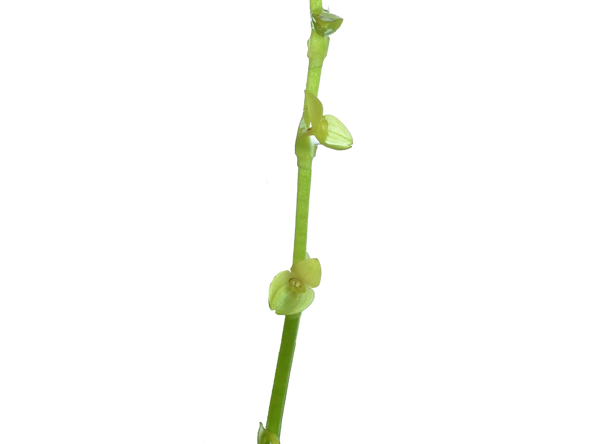 Stelis cajanumae