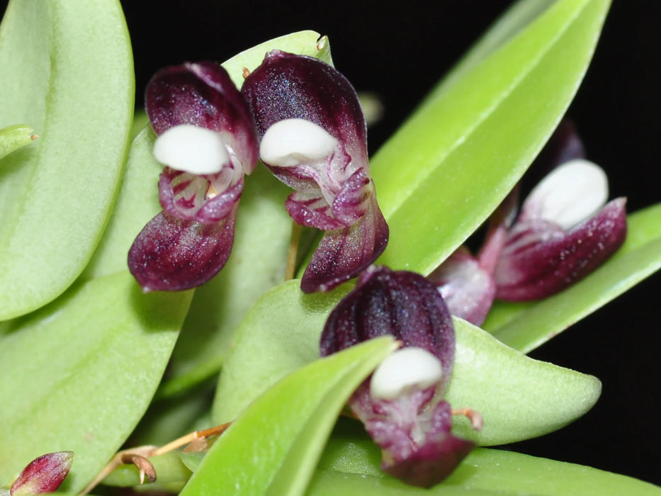 Stelis carnosilabia