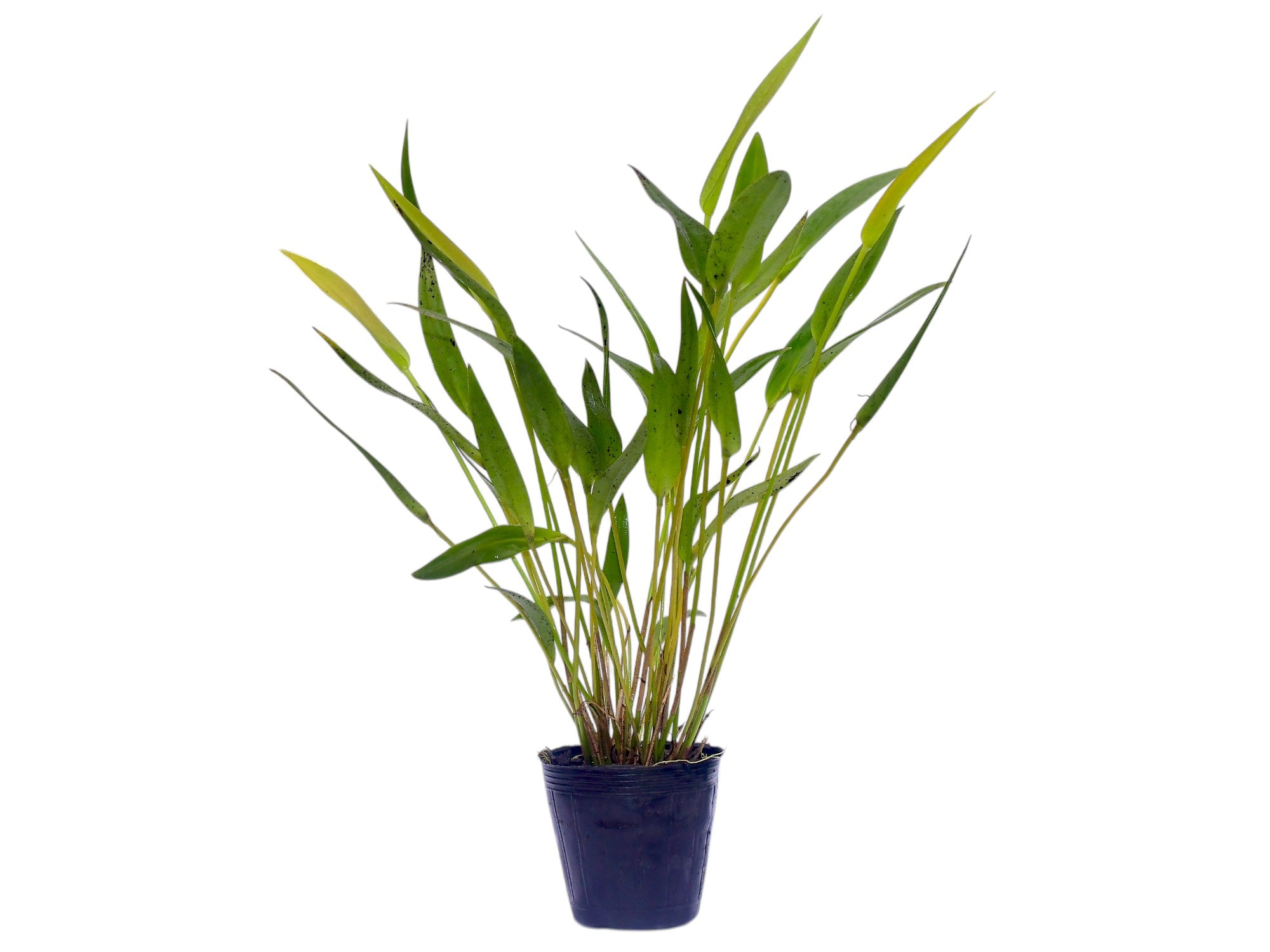 Stelis cassidis