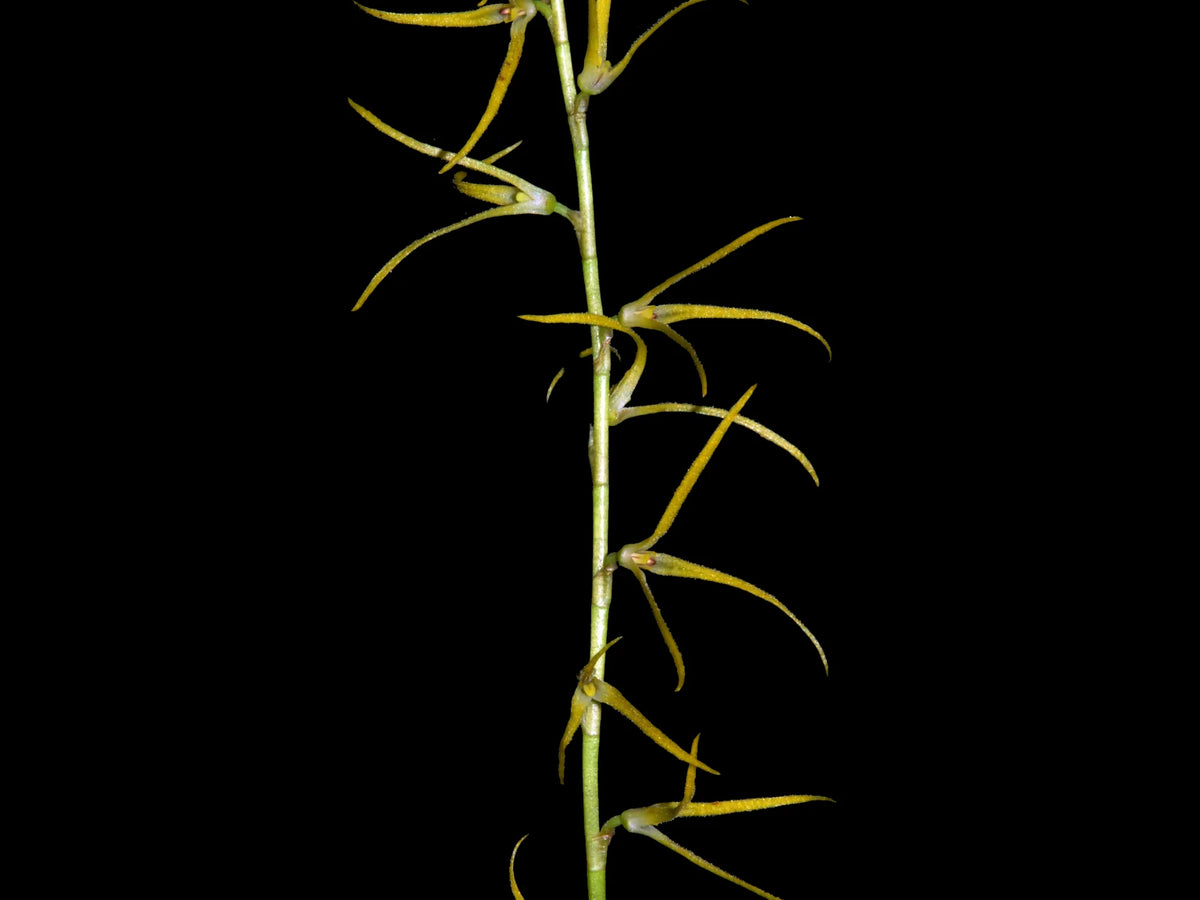 Stelis catenata — Ecuagenera Orquídeas del Ecuador