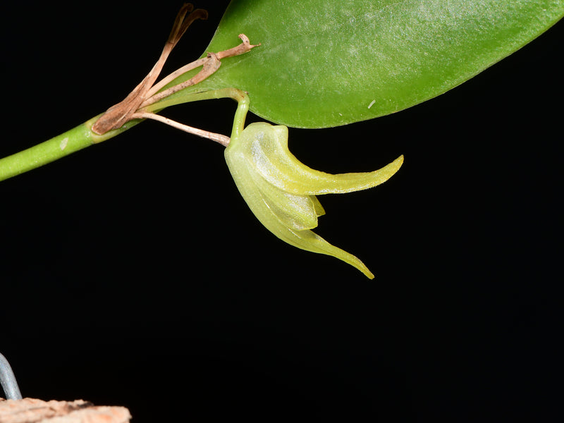 Stelis chlorina