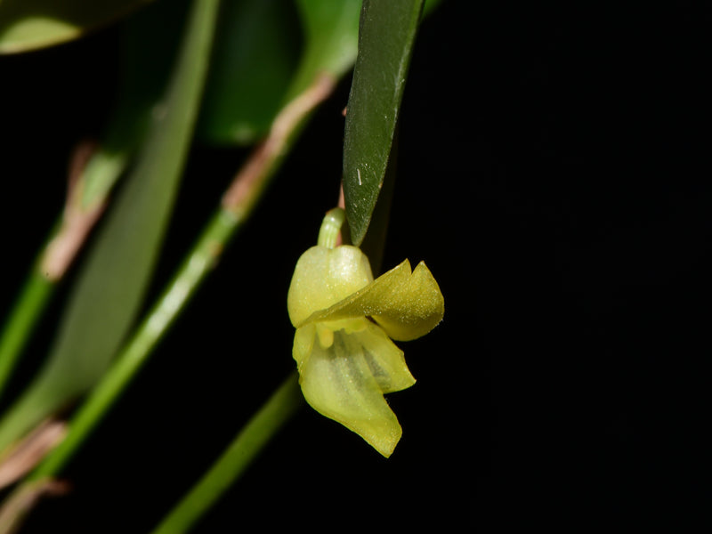 Stelis chlorina