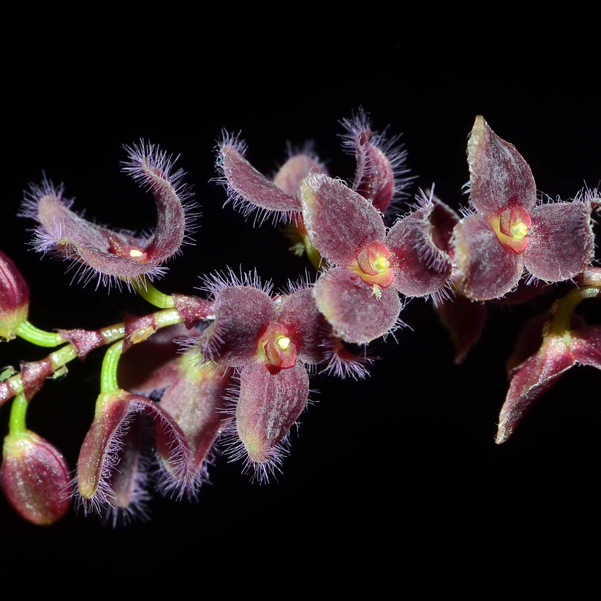 Stelis ciliaris — Ecuagenera Orquídeas del Ecuador