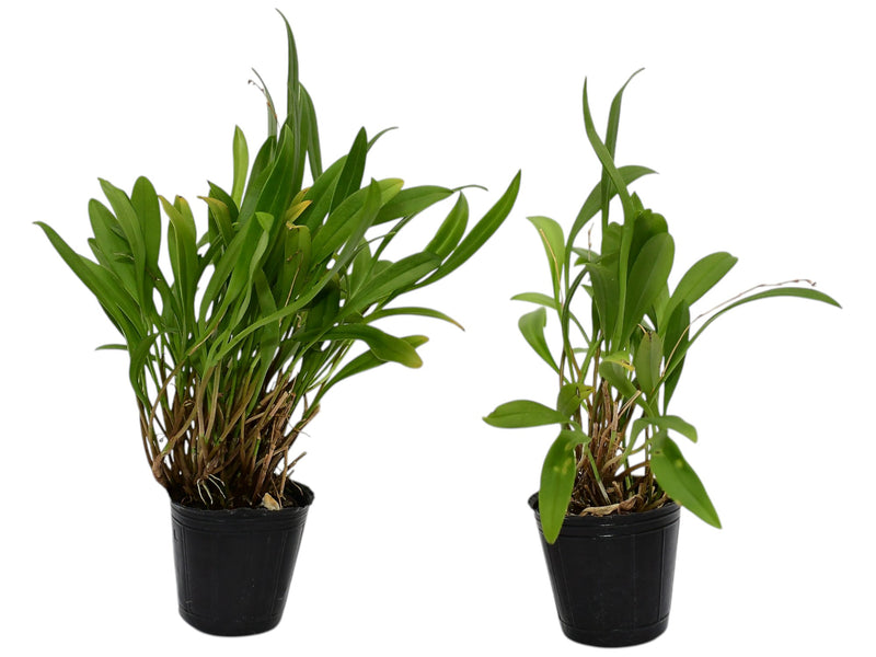 Stelis ciliolata (Big)