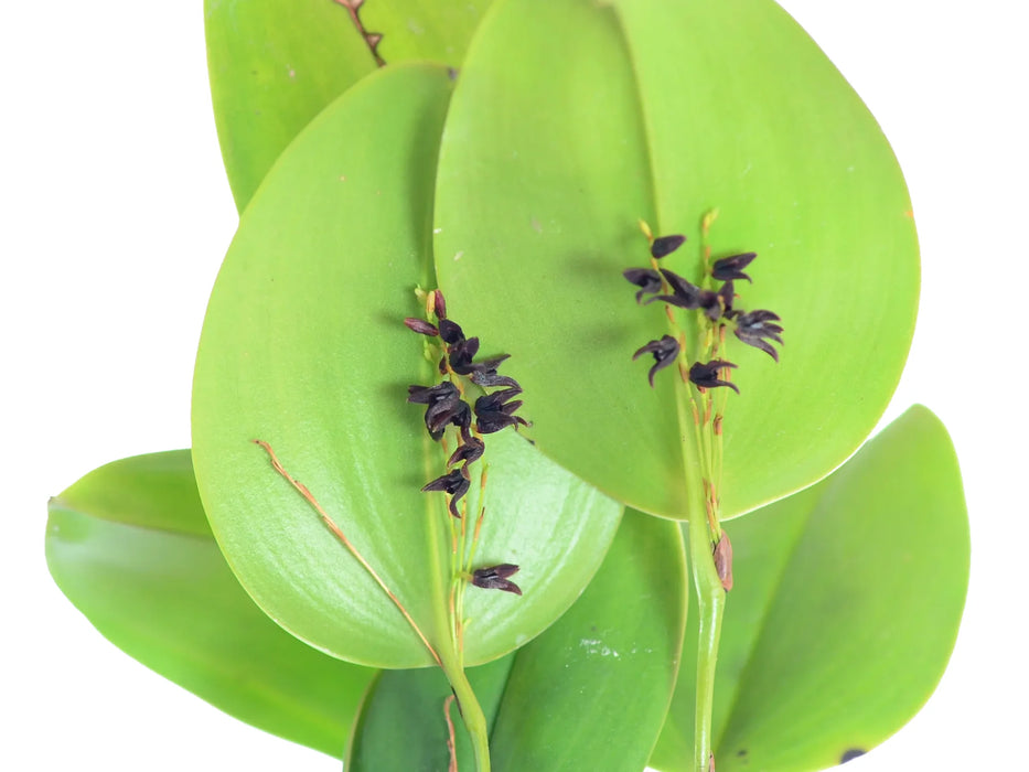 Stelis cocornaensis