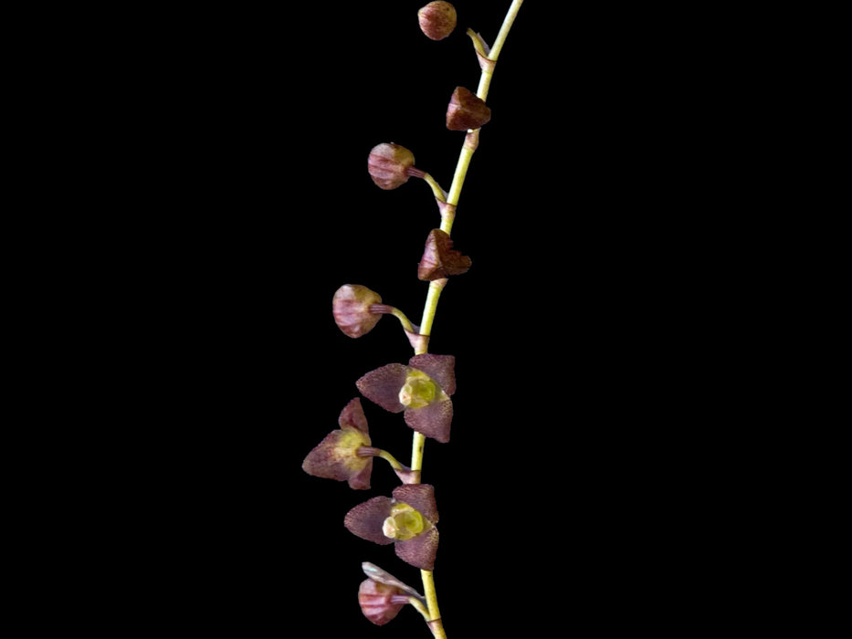 Stelis columnaris