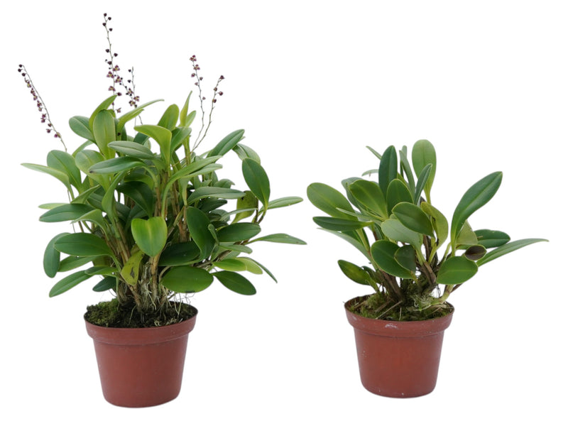 Stelis columnaris (Big)