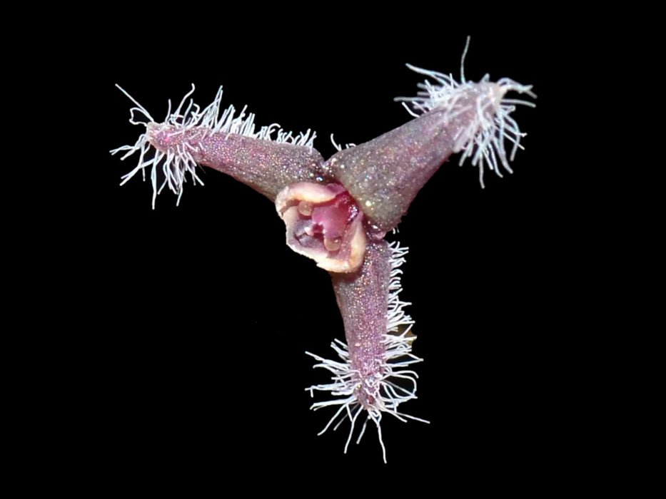 Stelis concinna