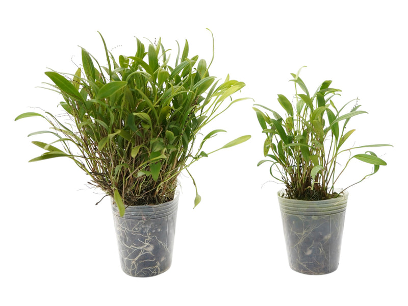 Stelis congesta (Big)