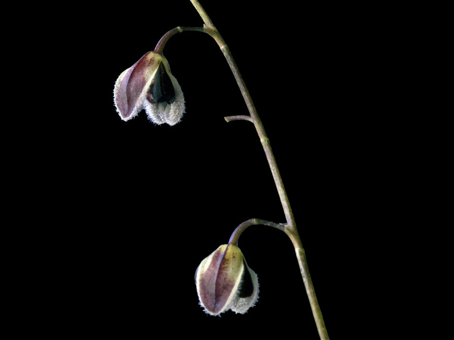 Stelis convallaria