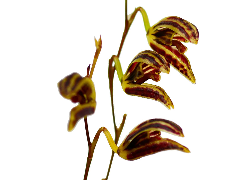 Stelis cylindrata