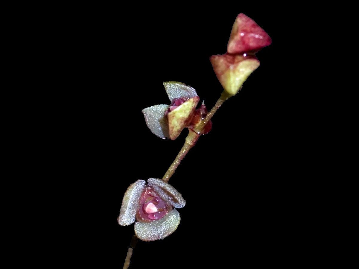 Stelis debilis — Ecuagenera Orquídeas del Ecuador