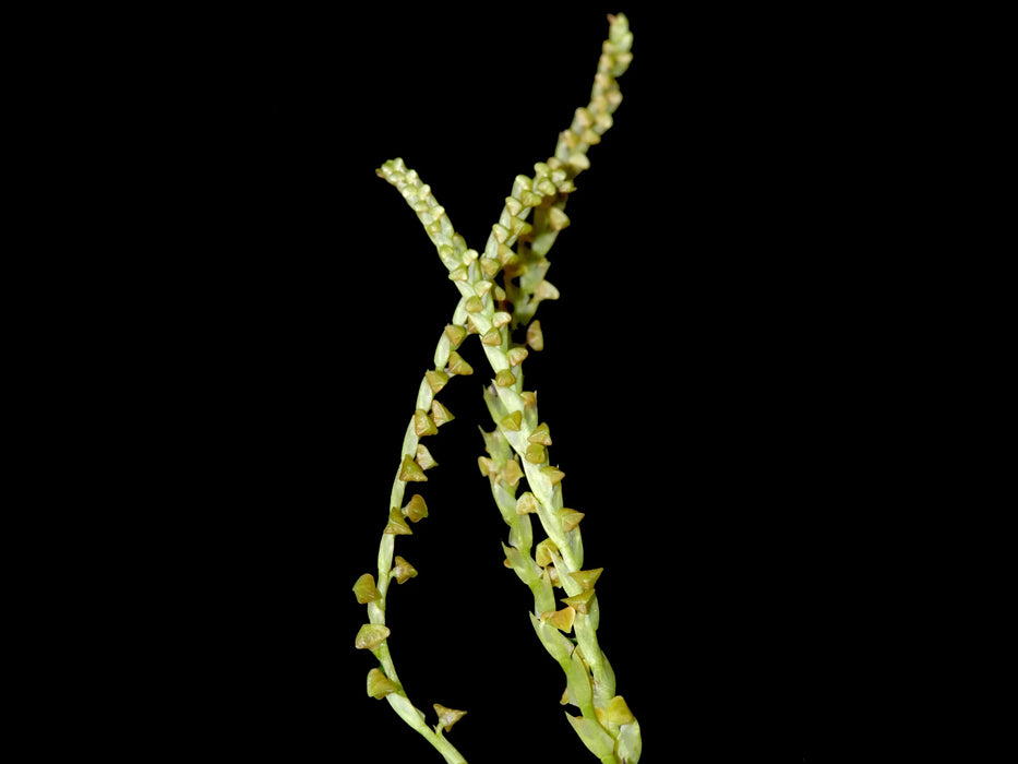 Stelis disticha