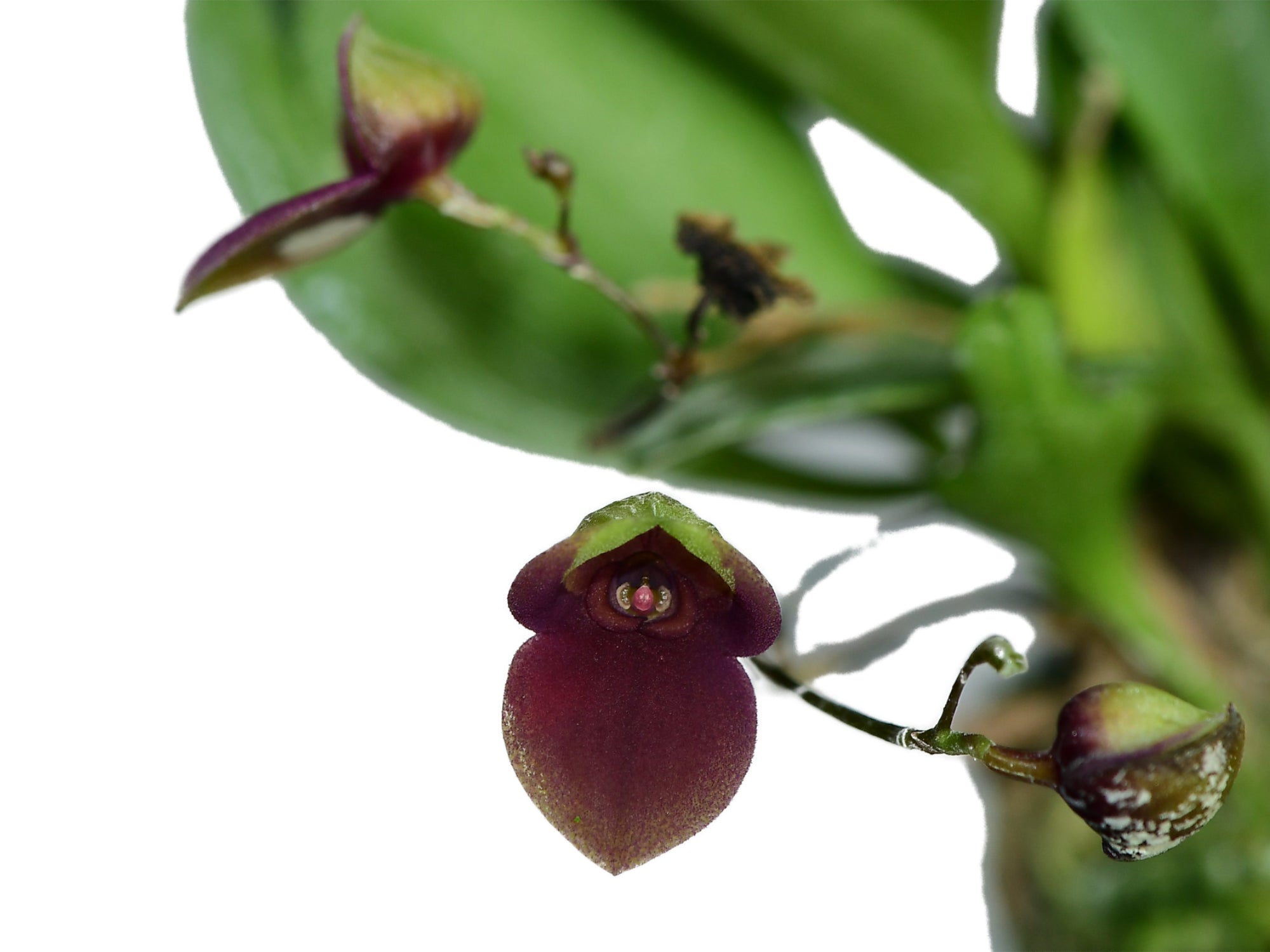 Stelis embreei