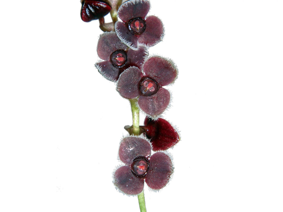 Stelis eublepharis