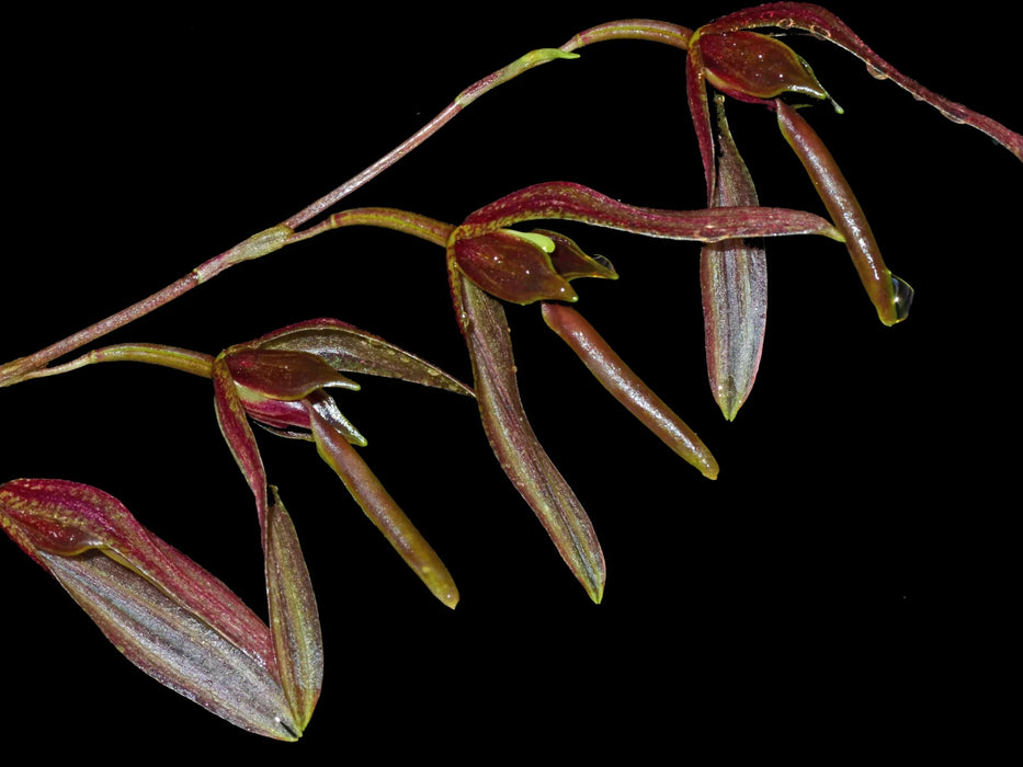 Stelis excelsa