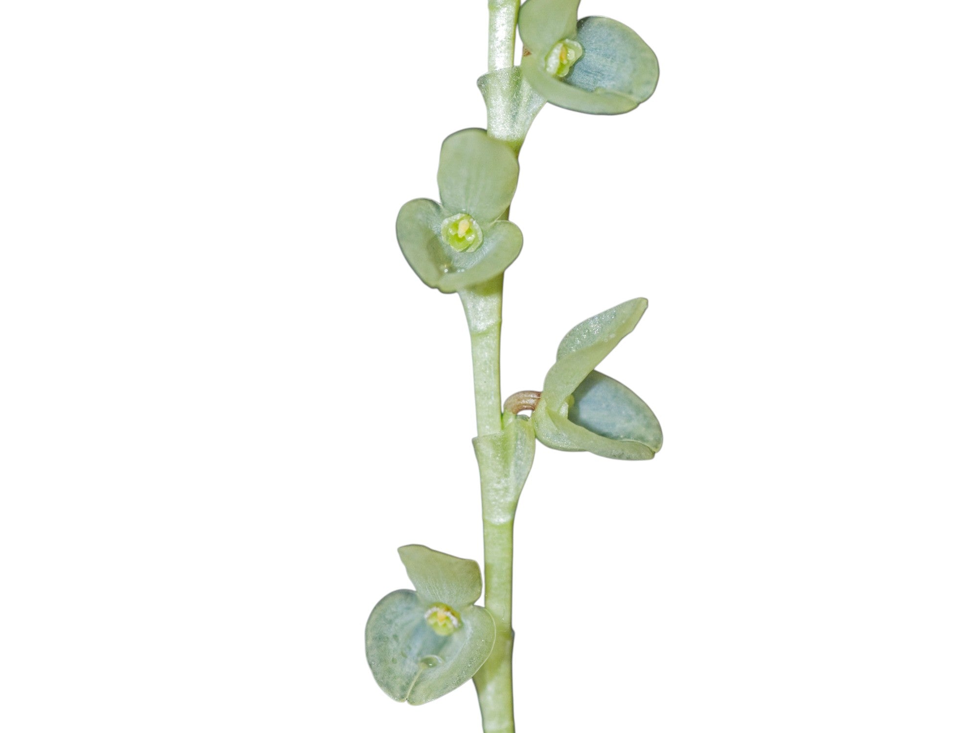 Stelis famelica