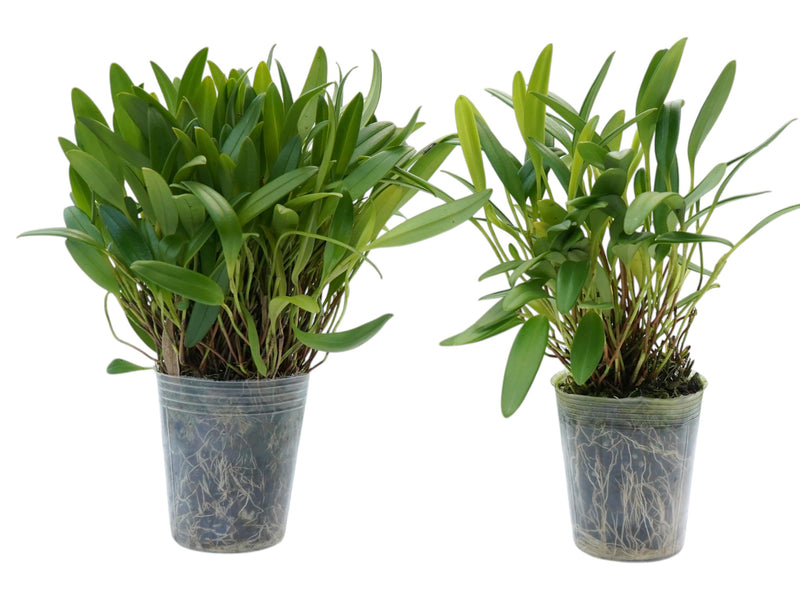 Stelis famelica (Big)