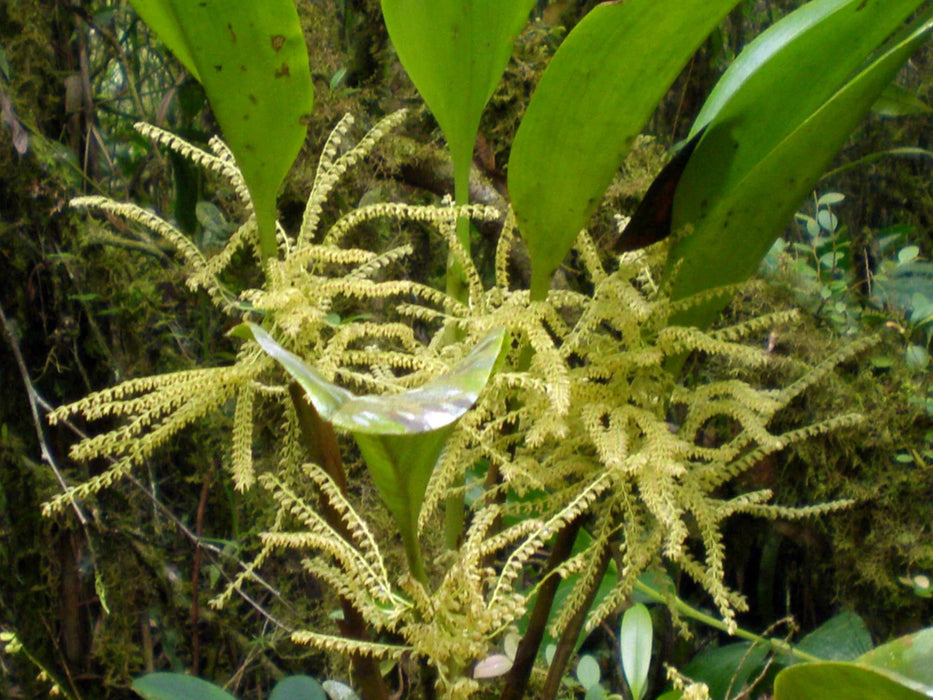 Stelis gelida