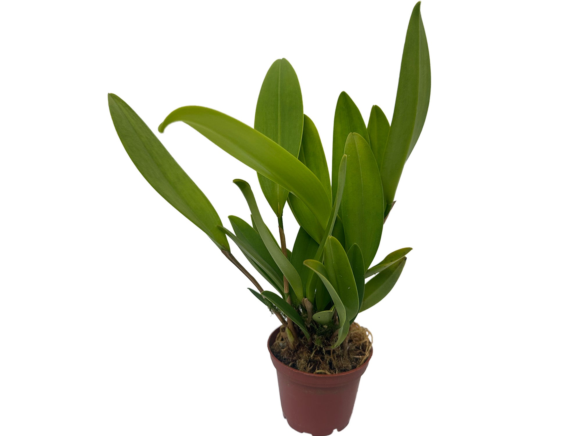 Stelis gigantea