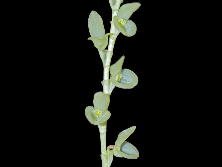 Stelis guatemalensis