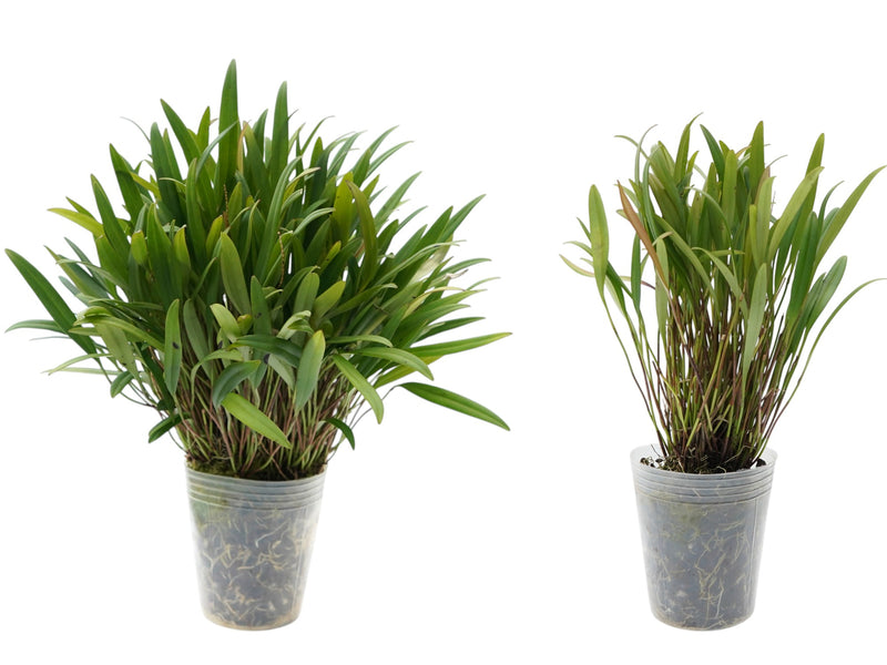 Stelis guatemalensis (Big)