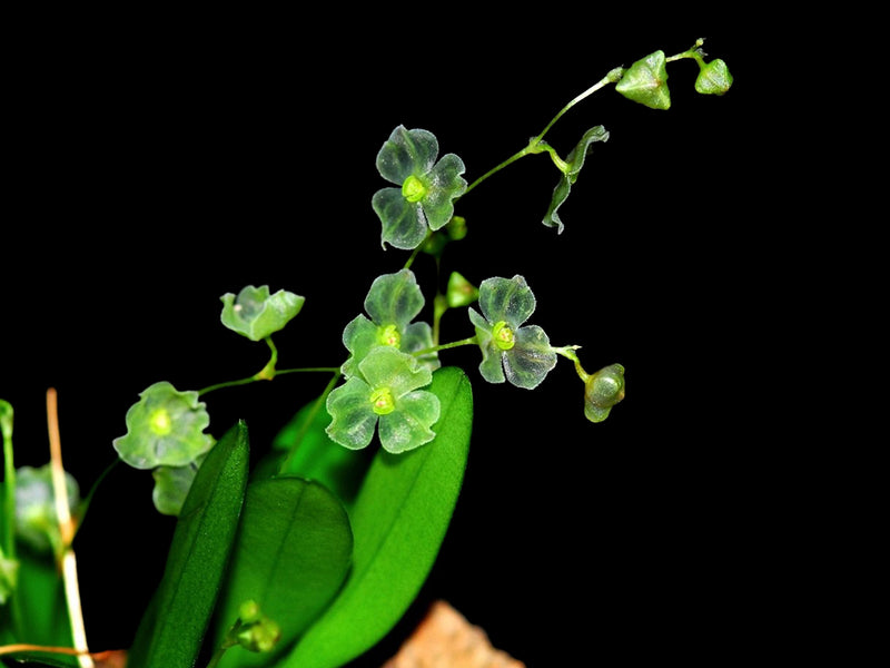 Stelis guianensis var Maria