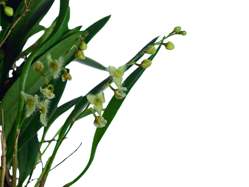 Stelis guianensis var Maria