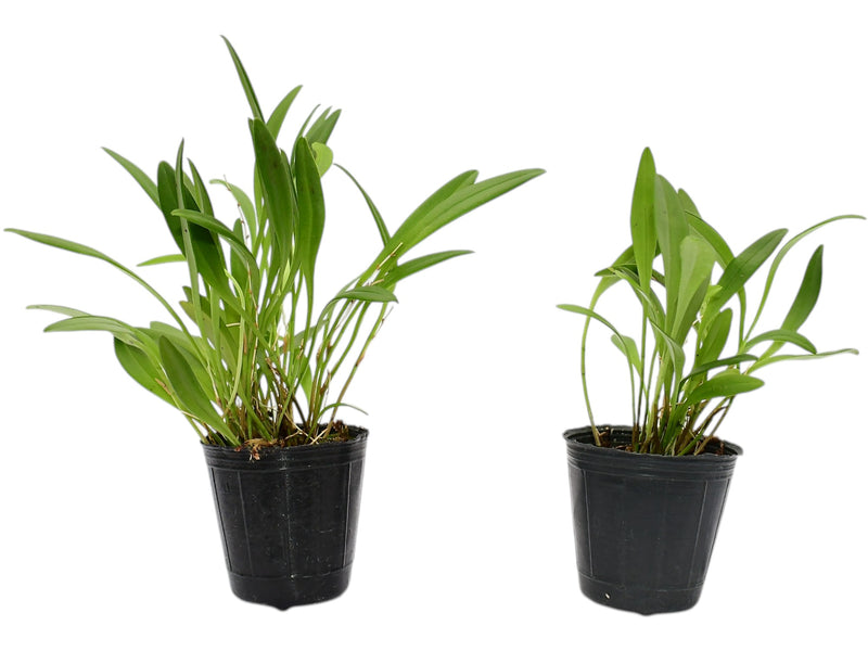 Stelis guianensis var Maria (Big)