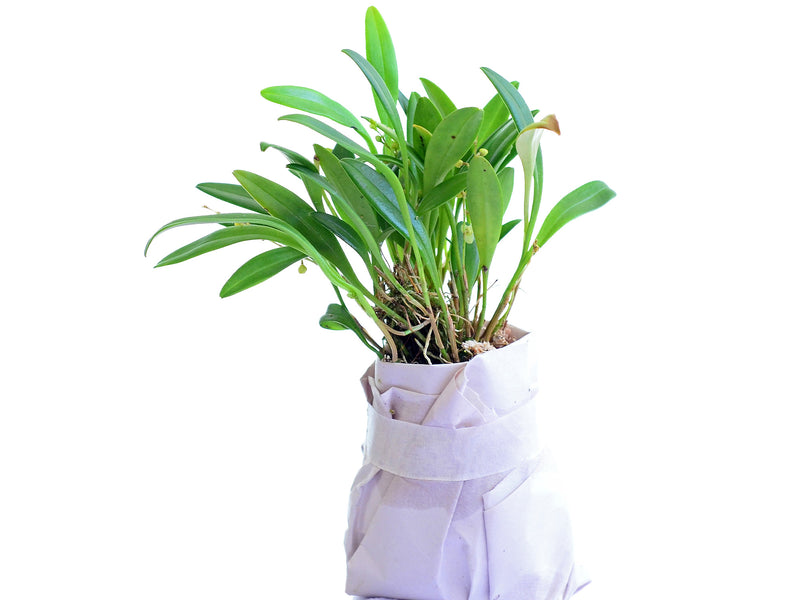 Stelis guianensis var Maria