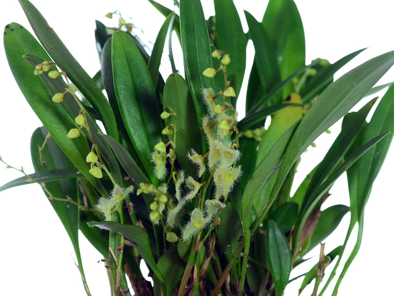Stelis guianensis var Maria