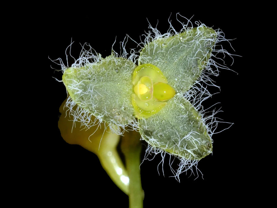 Stelis hirtella