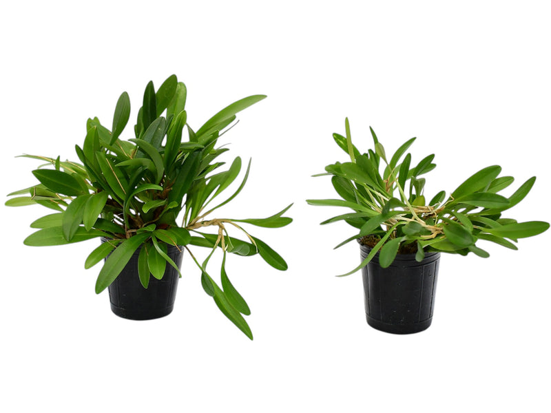 Stelis jamesonii (Big)