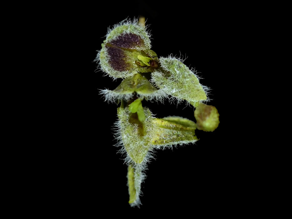 Stelis kefersteiniana