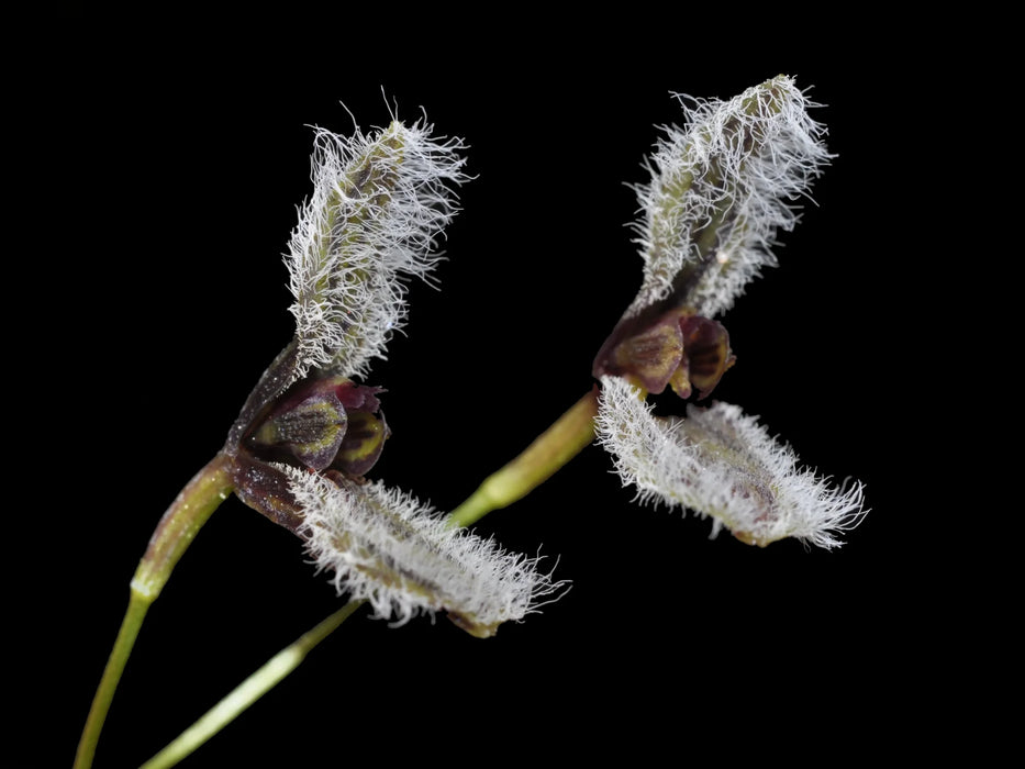 Stelis kefersteiniana