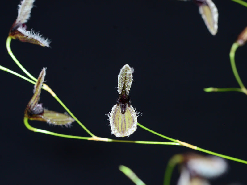 Stelis kefersteiniana 'Ecuagenera'