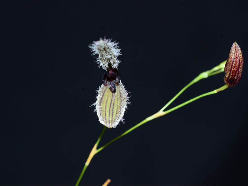 Stelis kefersteiniana 'Ecuagenera'