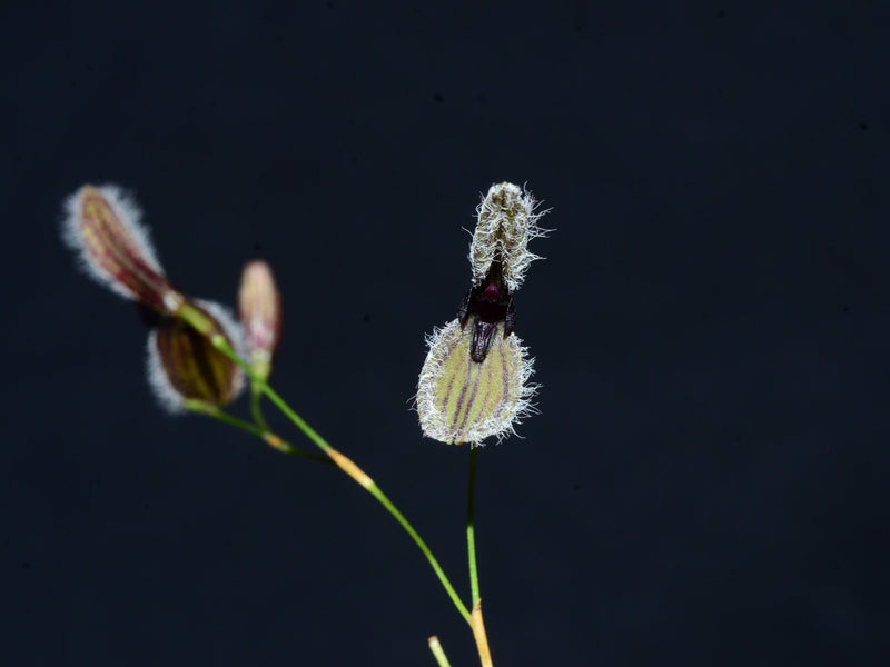 Stelis kefersteiniana 'Ecuagenera'