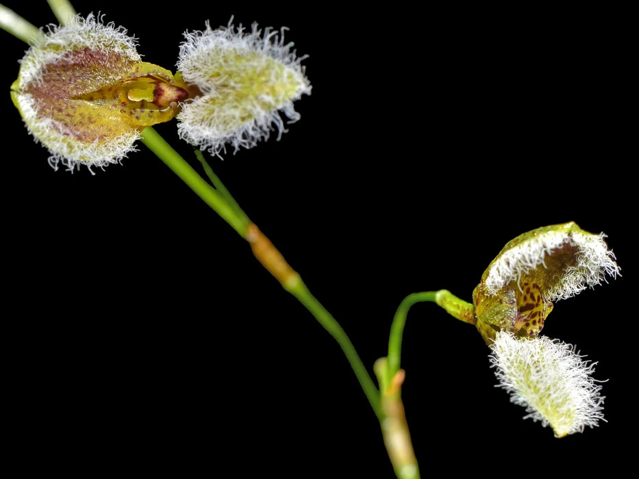 Stelis kefersteiniana #3