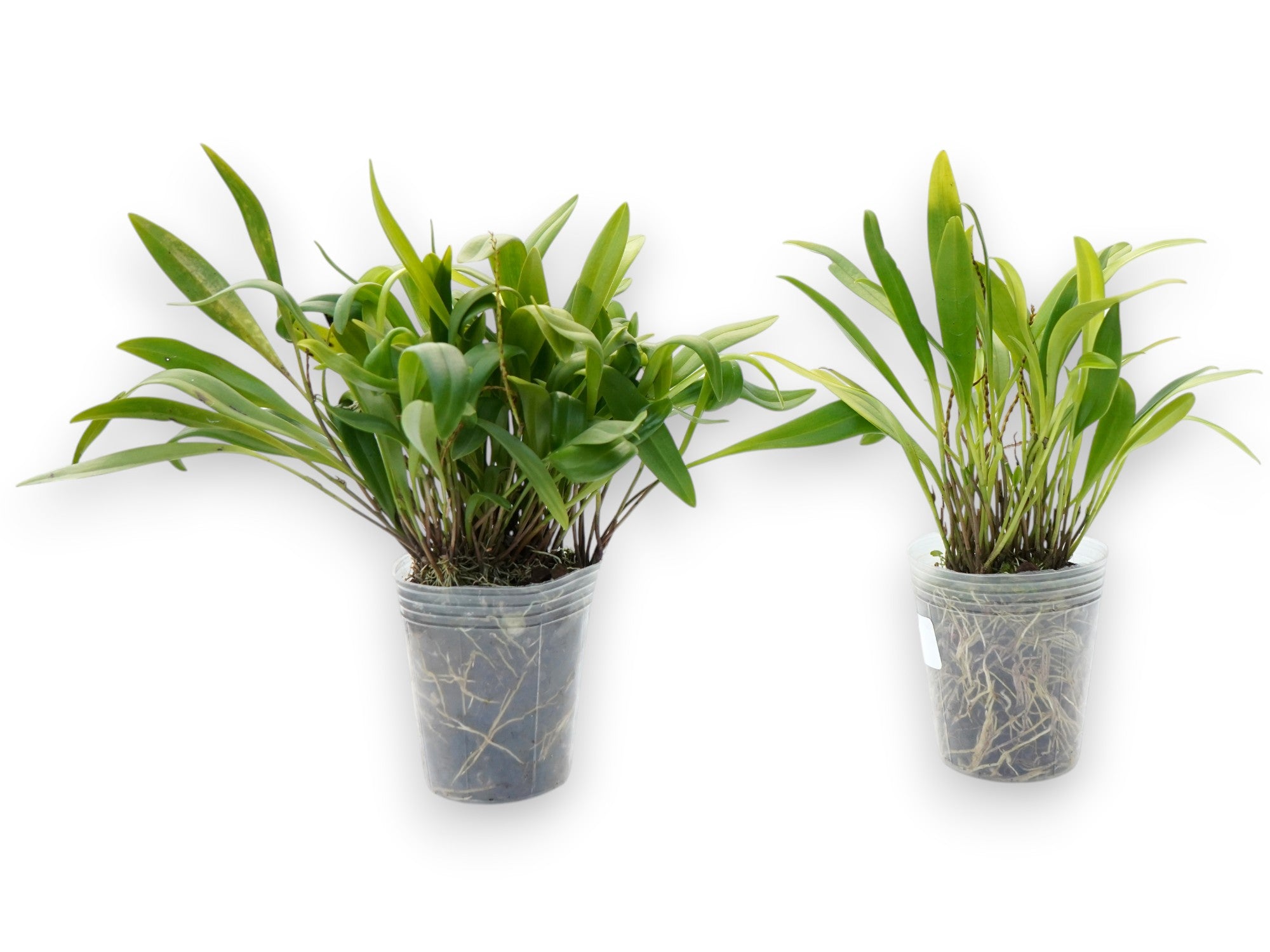 Stelis lynniana (Big)