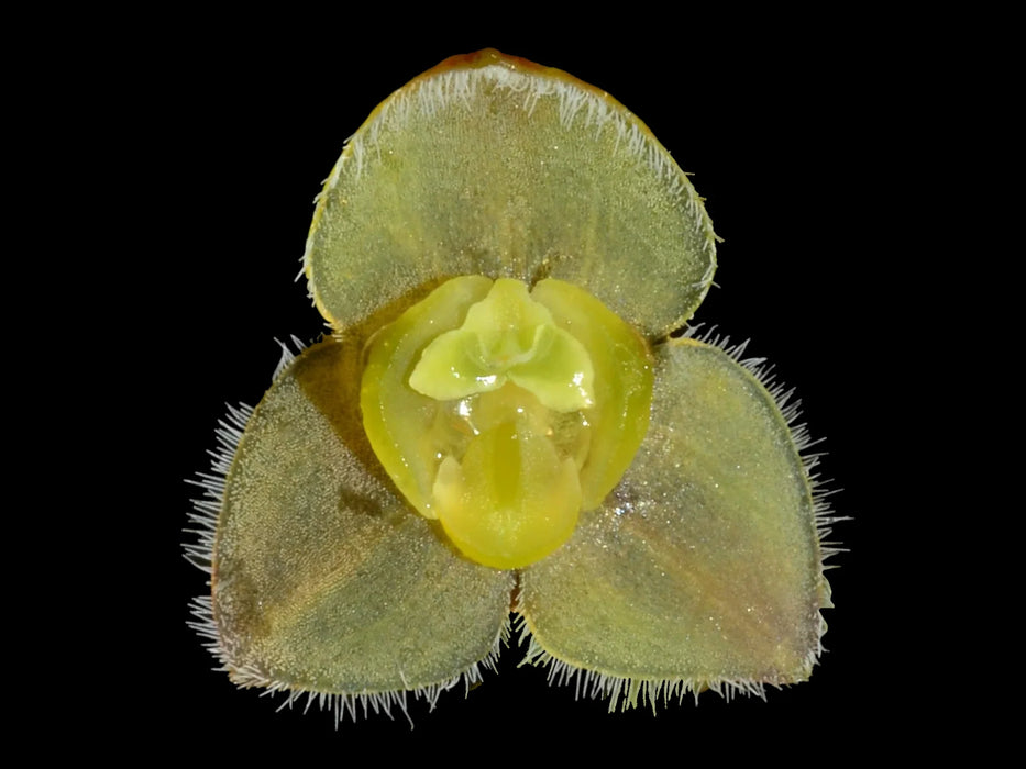 Stelis major