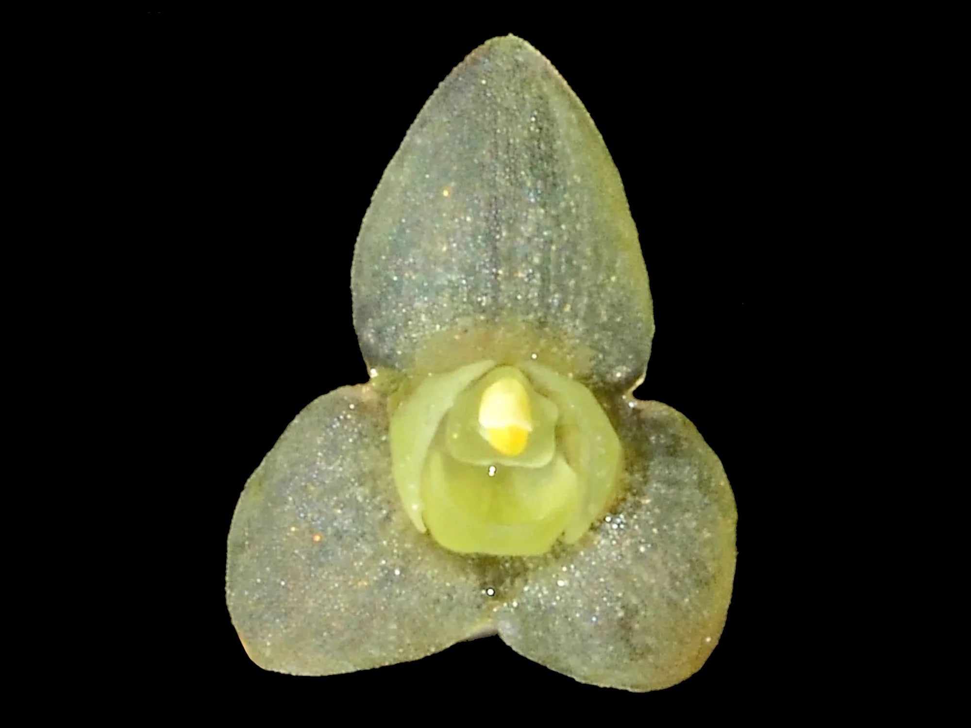 Stelis majorella